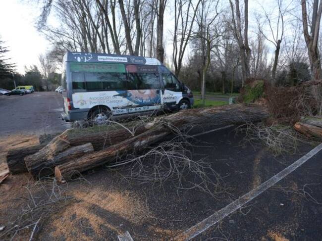 Árbol derribado por el viento en el aparcamiento del Pabellón Municipal de Deportes de Palencia