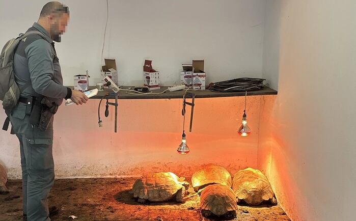 Ejemplares de tortugas africanas intervenidas en Sotogrande