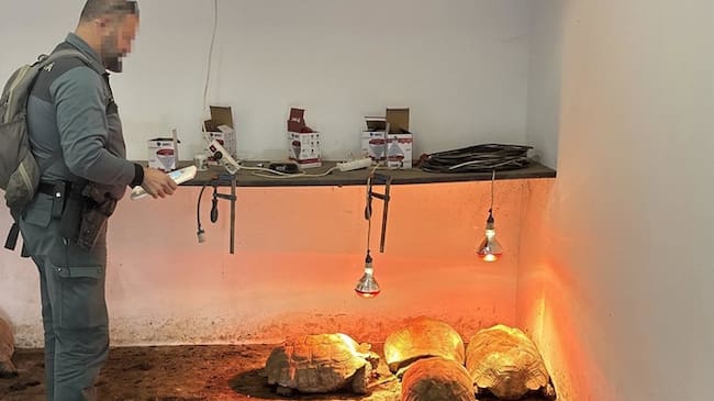 Ejemplares de tortugas africanas intervenidas en Sotogrande