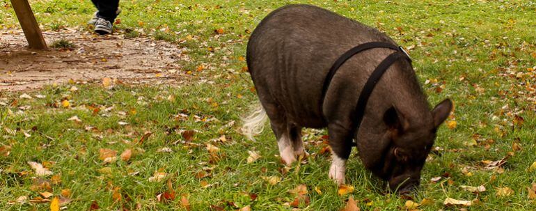 Un port vietnamita en un parc