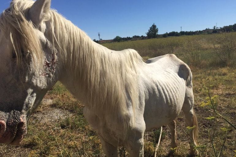 &#039;Aire&#039;, el caballo que tuvo que ser sacrificado