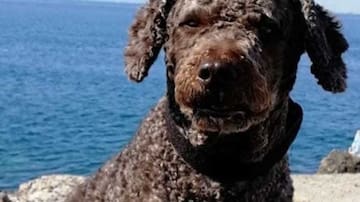 Muere Marley, el perro que ayudó a buscar a Diana Quer, Gabriel Cruz y Laura Luelmo