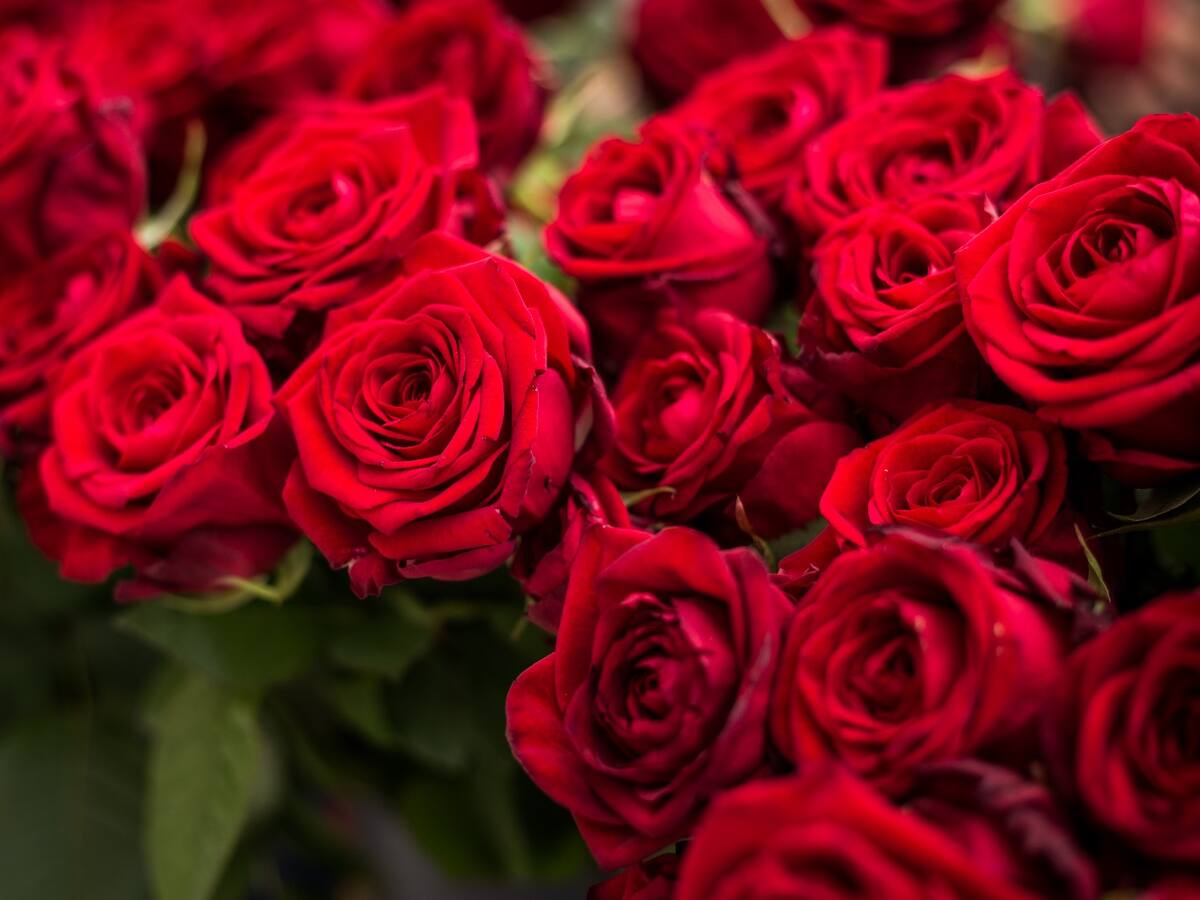La rosa catalana, en perill d'extinció: Sant Jordi 2024
