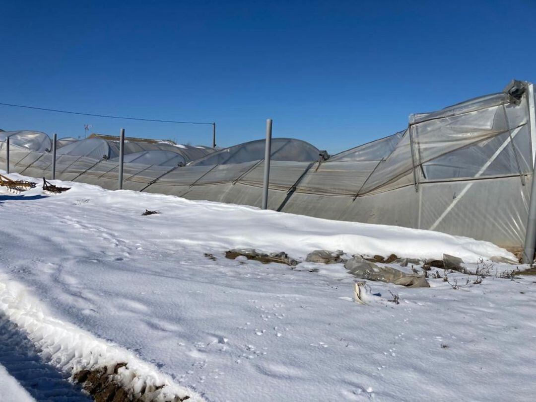 Así quedaron algunos invernaderos del Parque Agrario tras el temporal de nieve que provocó &#039;Filomena&#039;