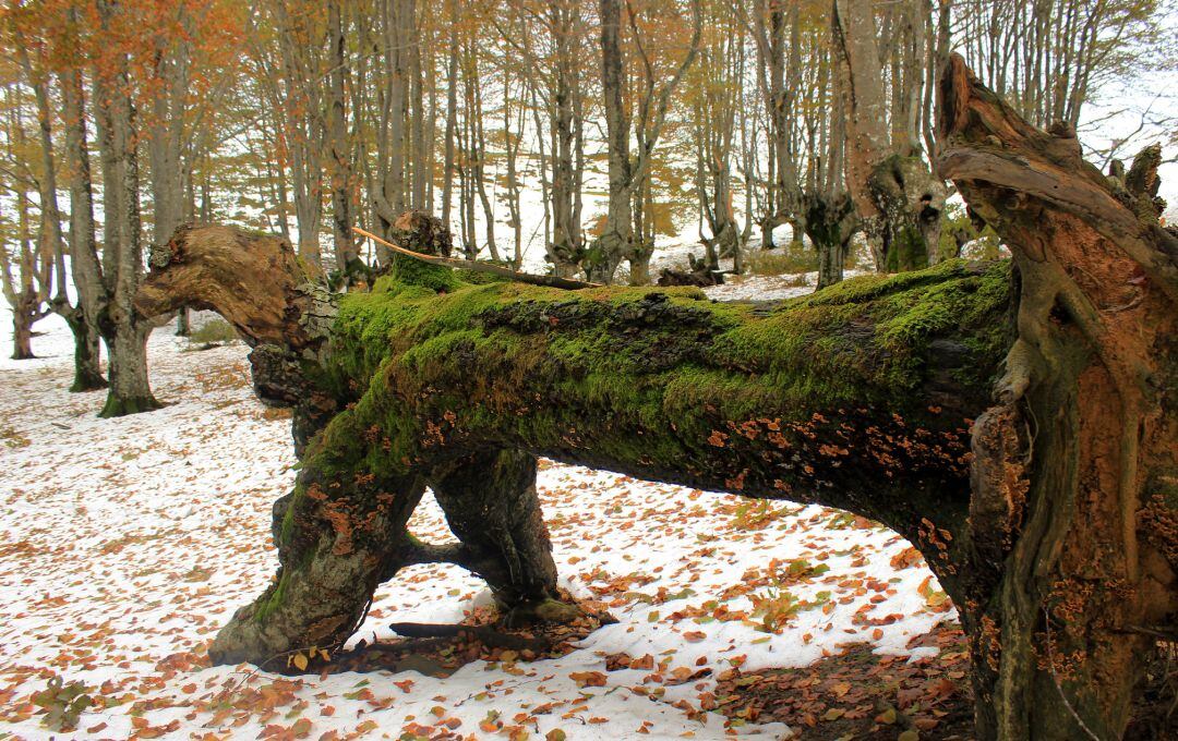 Árboles caídos en Gorbeia.