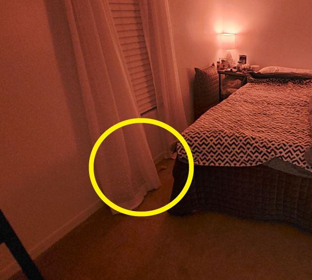 Se puede ver la cola del animal tras la cortina.