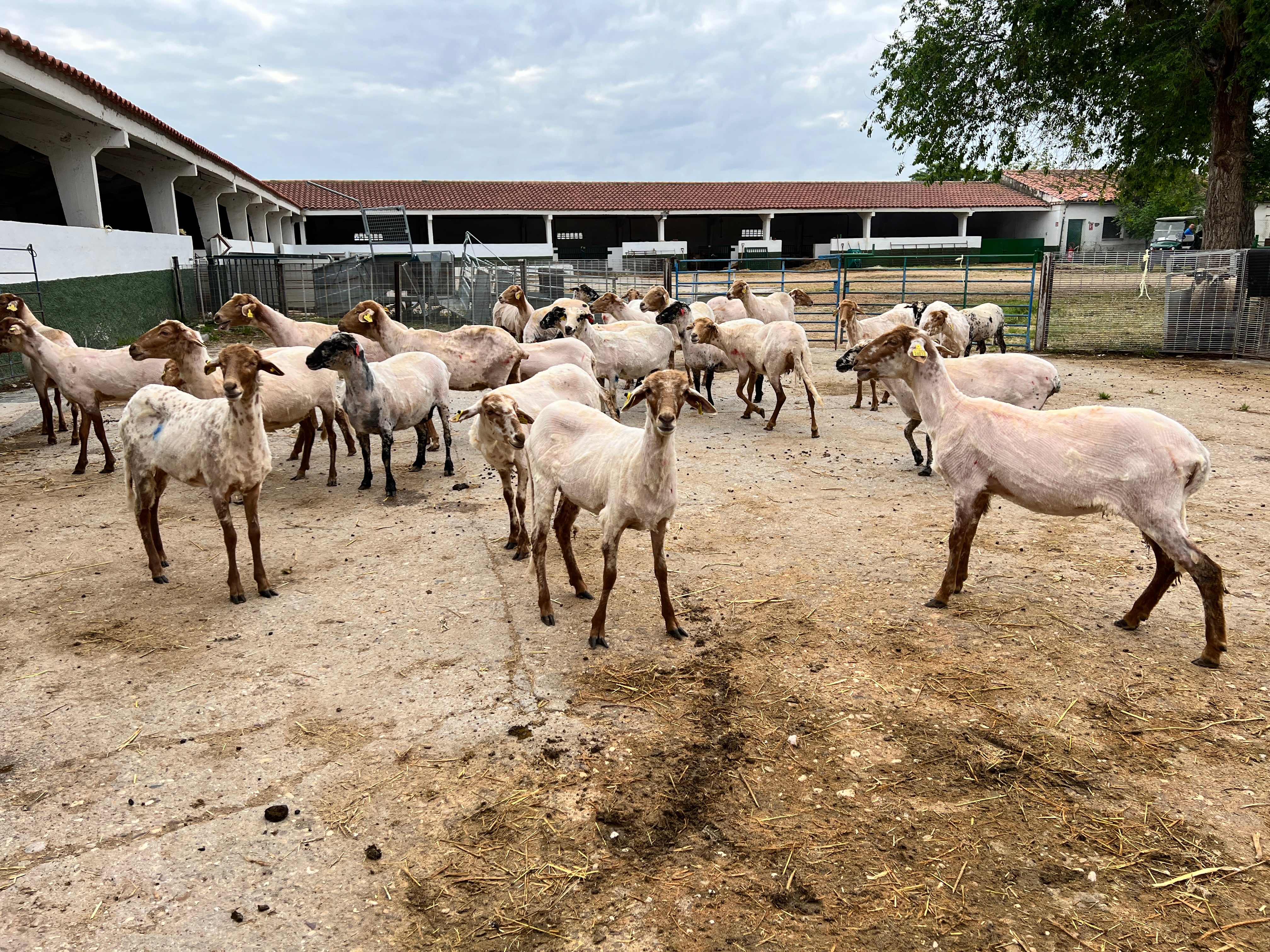 Ovejas esquiladas