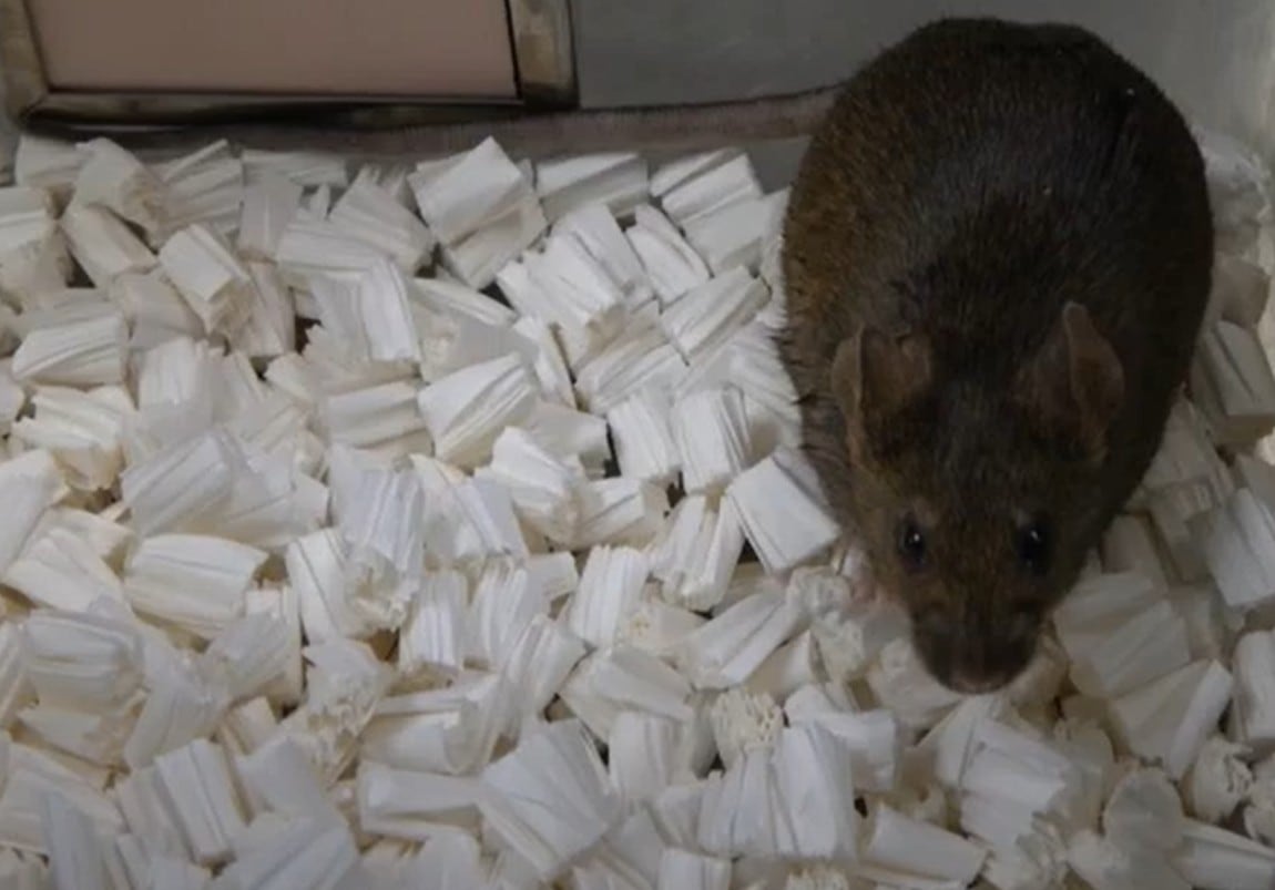 Un ratón clonado de la generación G56 que ha crecido hasta convertirse en un adulto sano