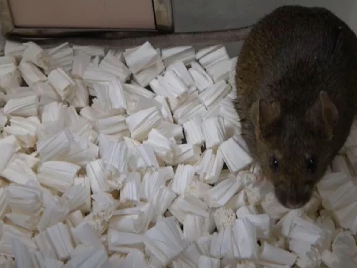 20 años de investigación determinan el límite biológico de la clonación: 58 generaciones