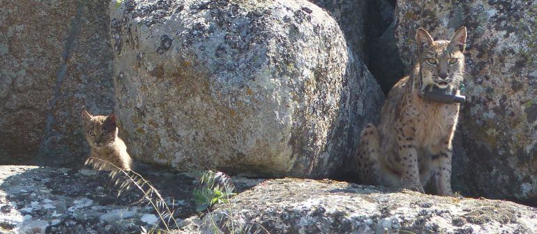 Linces nacidos en estado salvaje