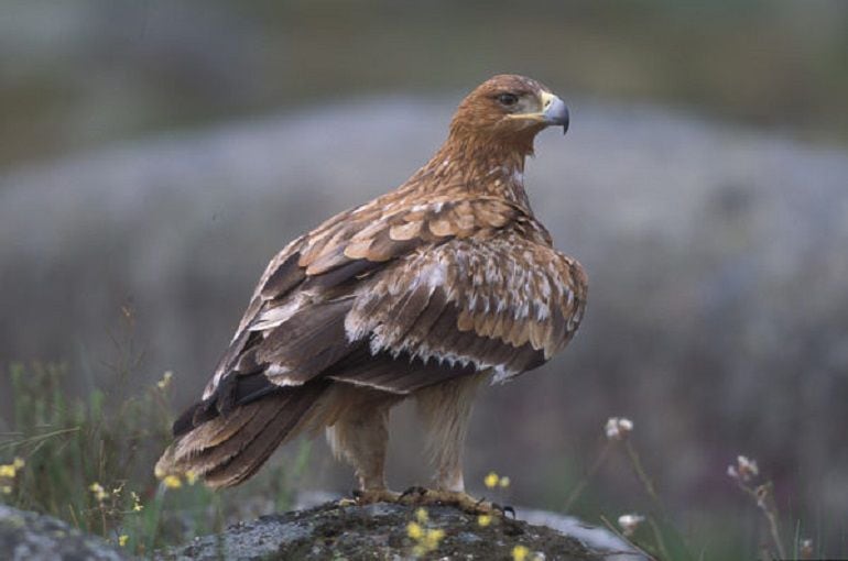 Ejemplar de Águila Imperial Ibérica