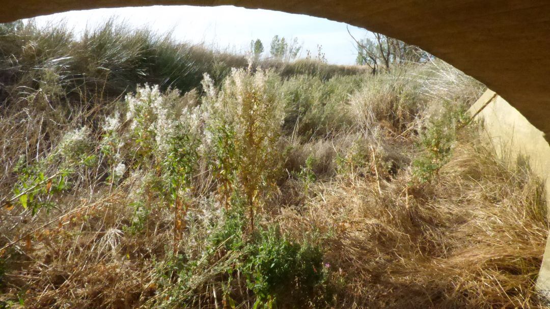 Asaja Palencia denuncia el estado de abandono de una parte importante de los cauces de ríos y arroyos de la provincia