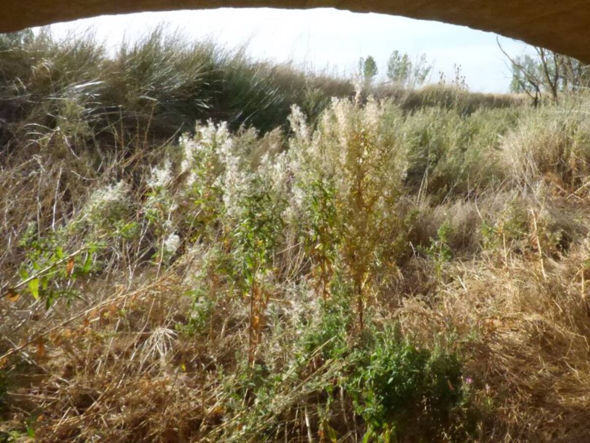 ASAJA Palencia exige a la CHD la limpieza de los cauces fluviales de la provincia