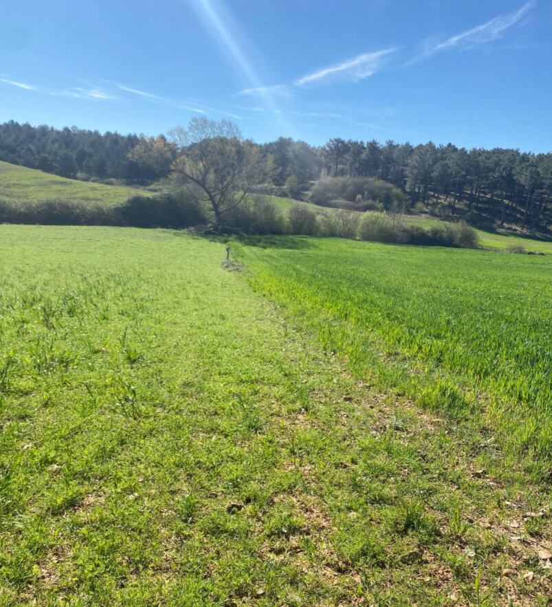 Vía Pecuaria ocupada en Olmos de Pisuerga