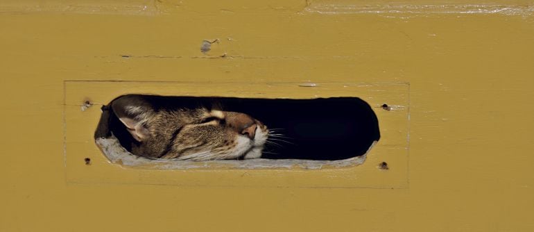 Cada vez que el cartero intenta meter una carta en el buzón, la gata saca la zarpa.