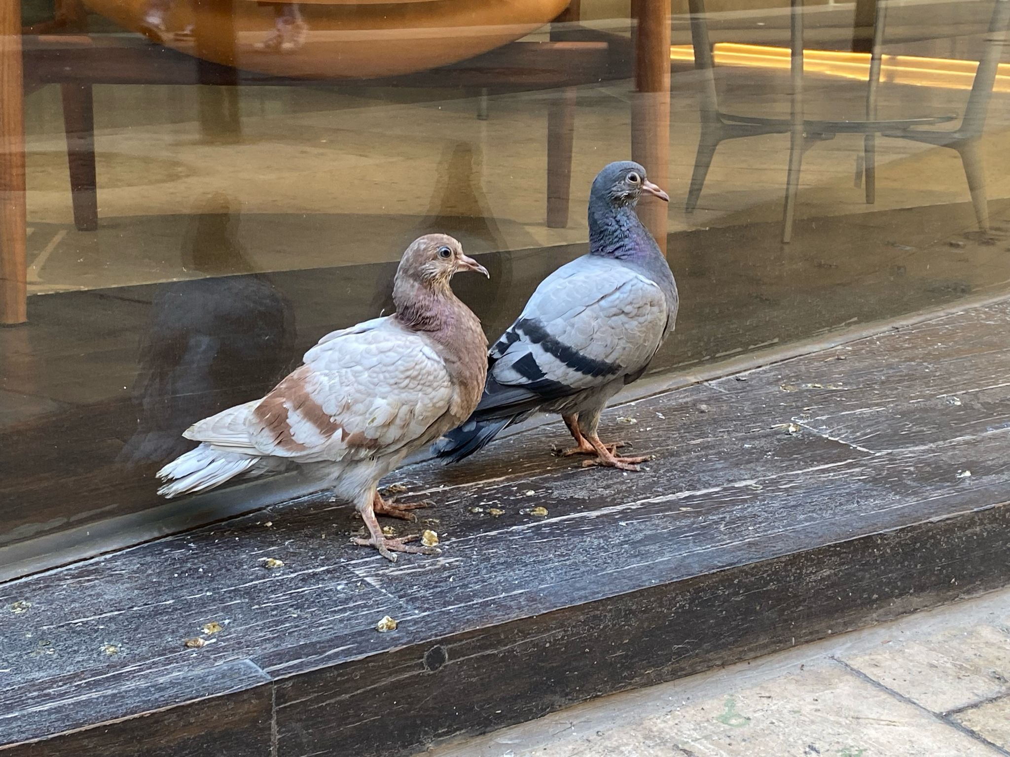 Palomas en Murcia