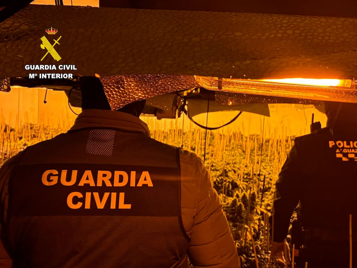 Desmantelado en Alguazas un invernadero indoor con más de 600 plantas de marihuana