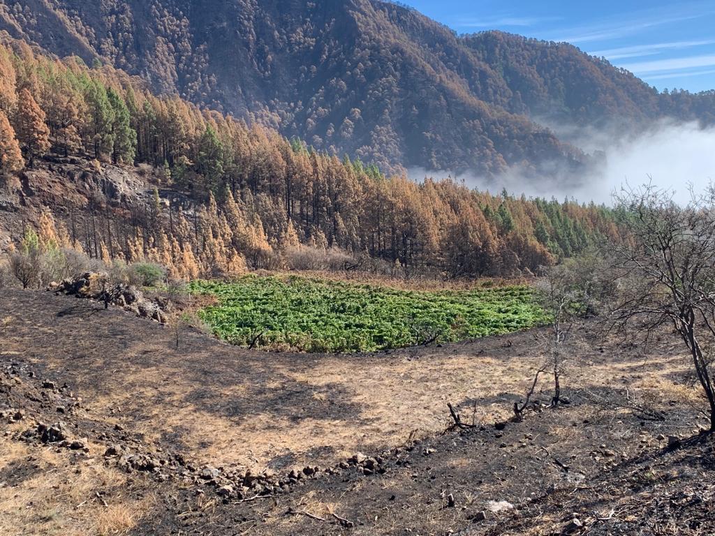 Finca Larrate entre la zona quemada de Candelaria y Arafo