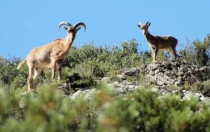 Un arruí hembra y su cría