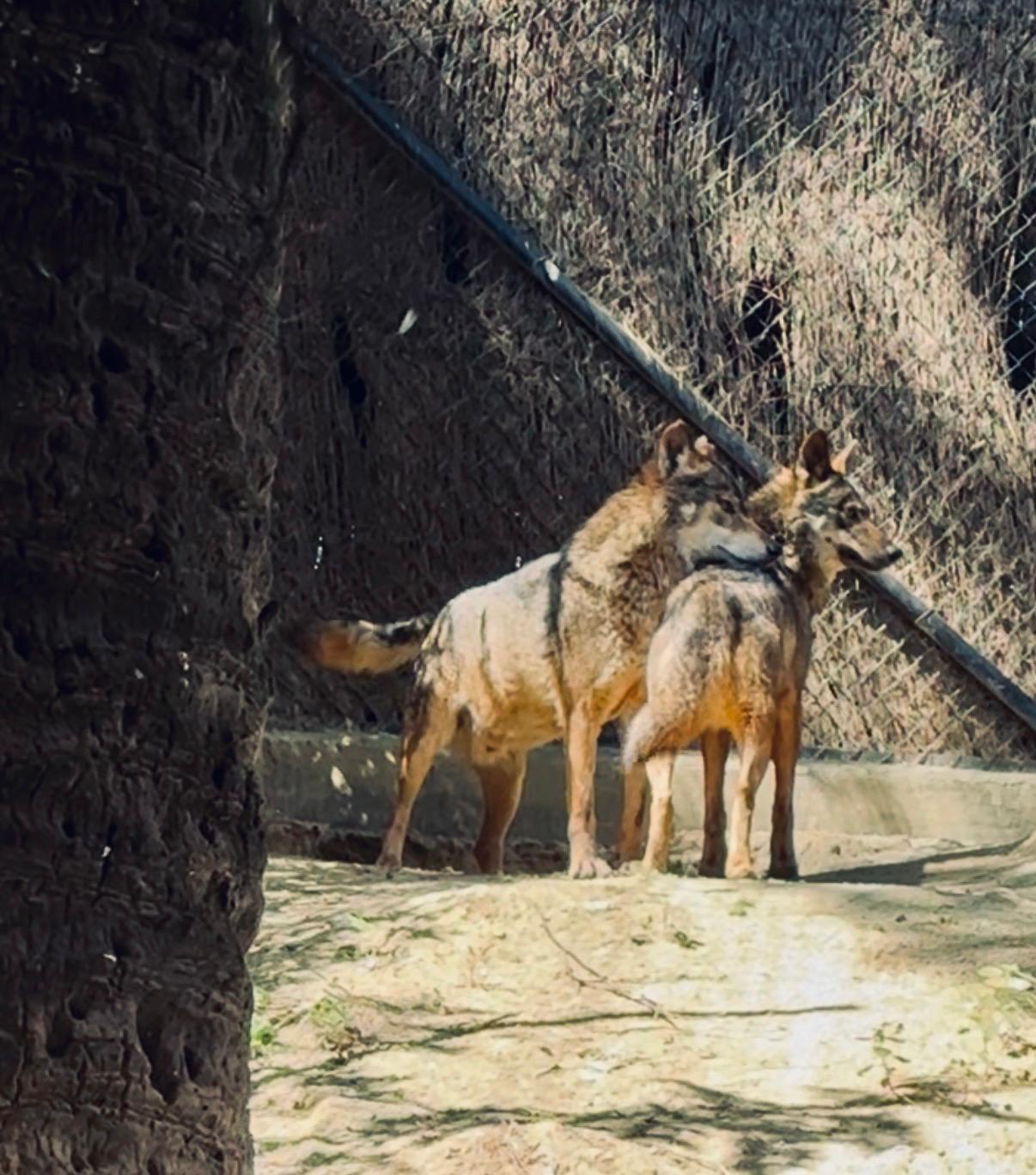 La nueva hembra de lobo ibérico en el Zoobotánico de Jerez