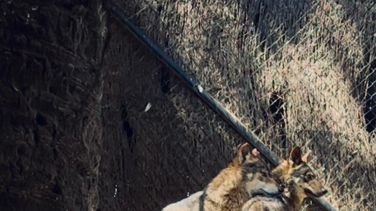 El Centro para la Conservación de la Biodiversidad Zoobotánico refuerza la conservación del lobo ibérico con la llegada de una nueva hembra