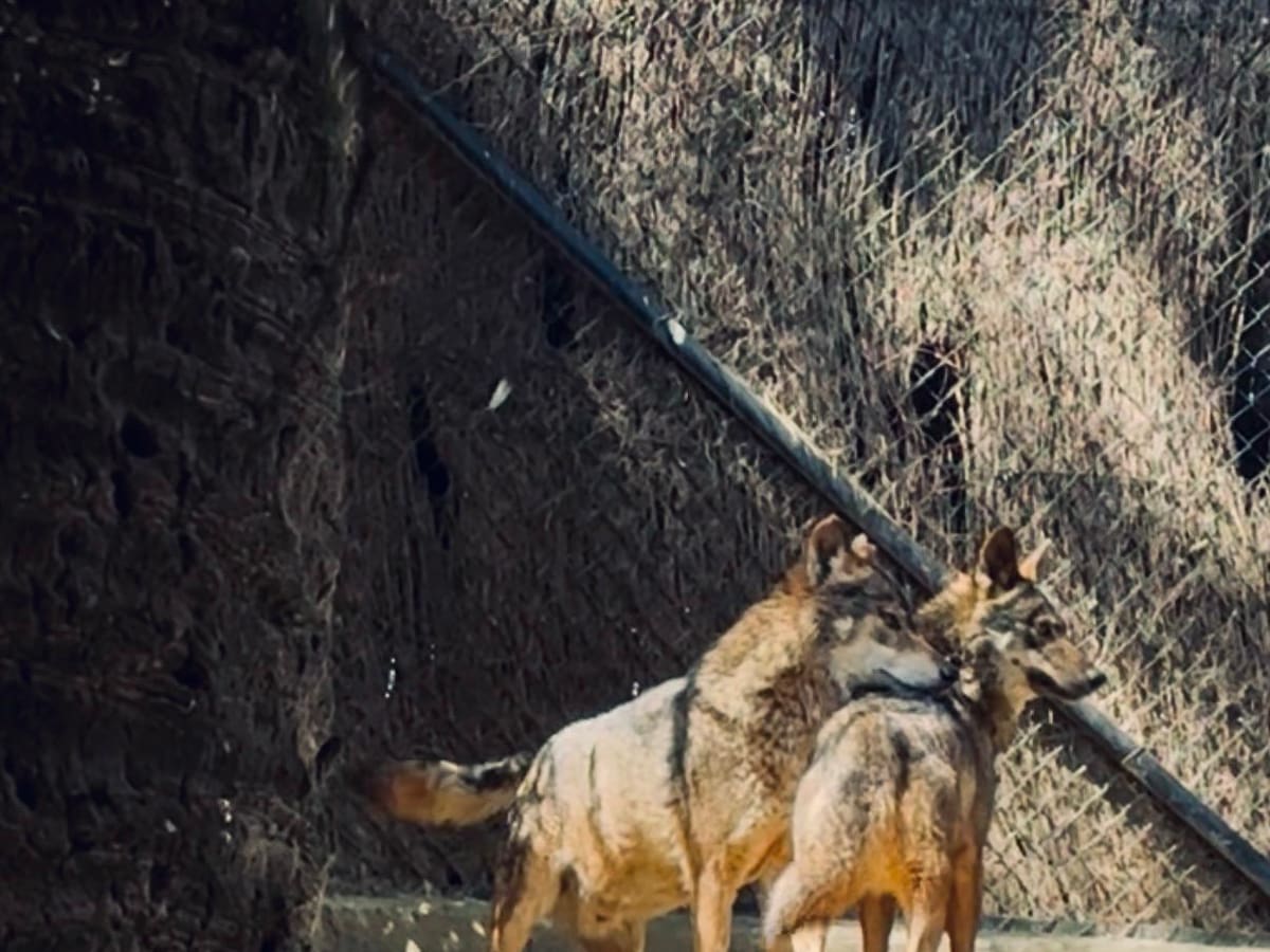 El Centro para la Conservación de la Biodiversidad Zoobotánico refuerza la conservación del lobo ibérico con la llegada de una nueva hembra