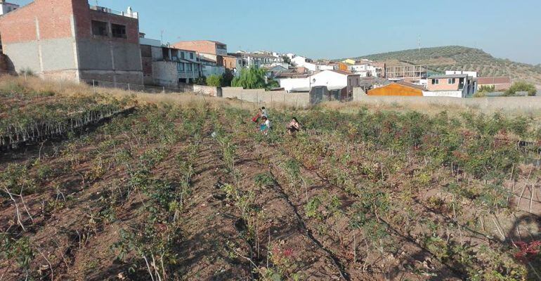 Plantación de pistacho en Navas de San Juan