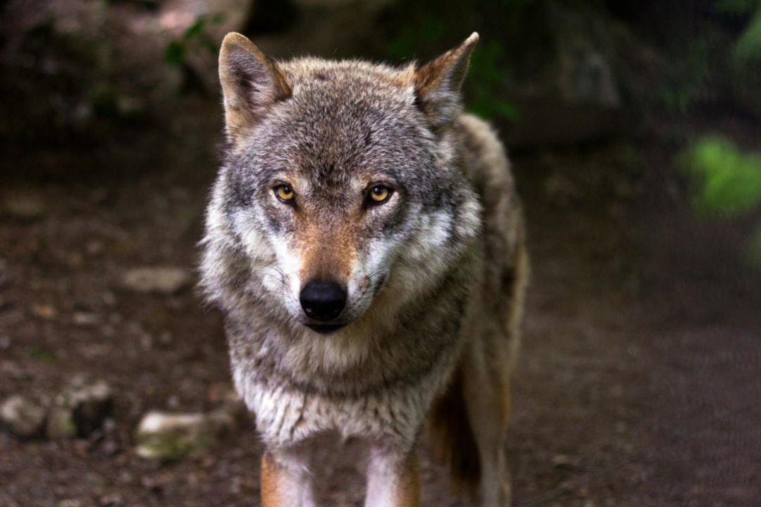 Lobo ibérico