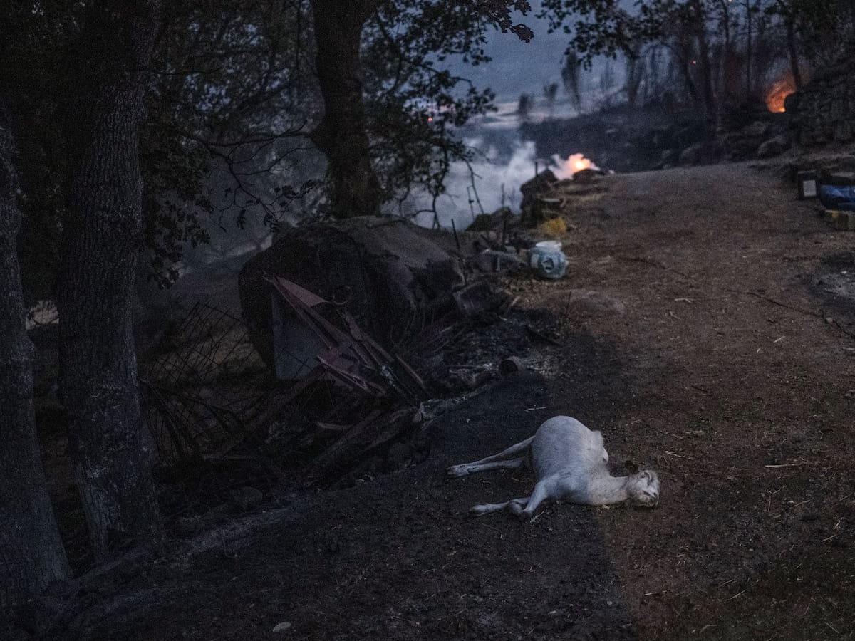 Los animales, las otras grandes víctimas de los incendios