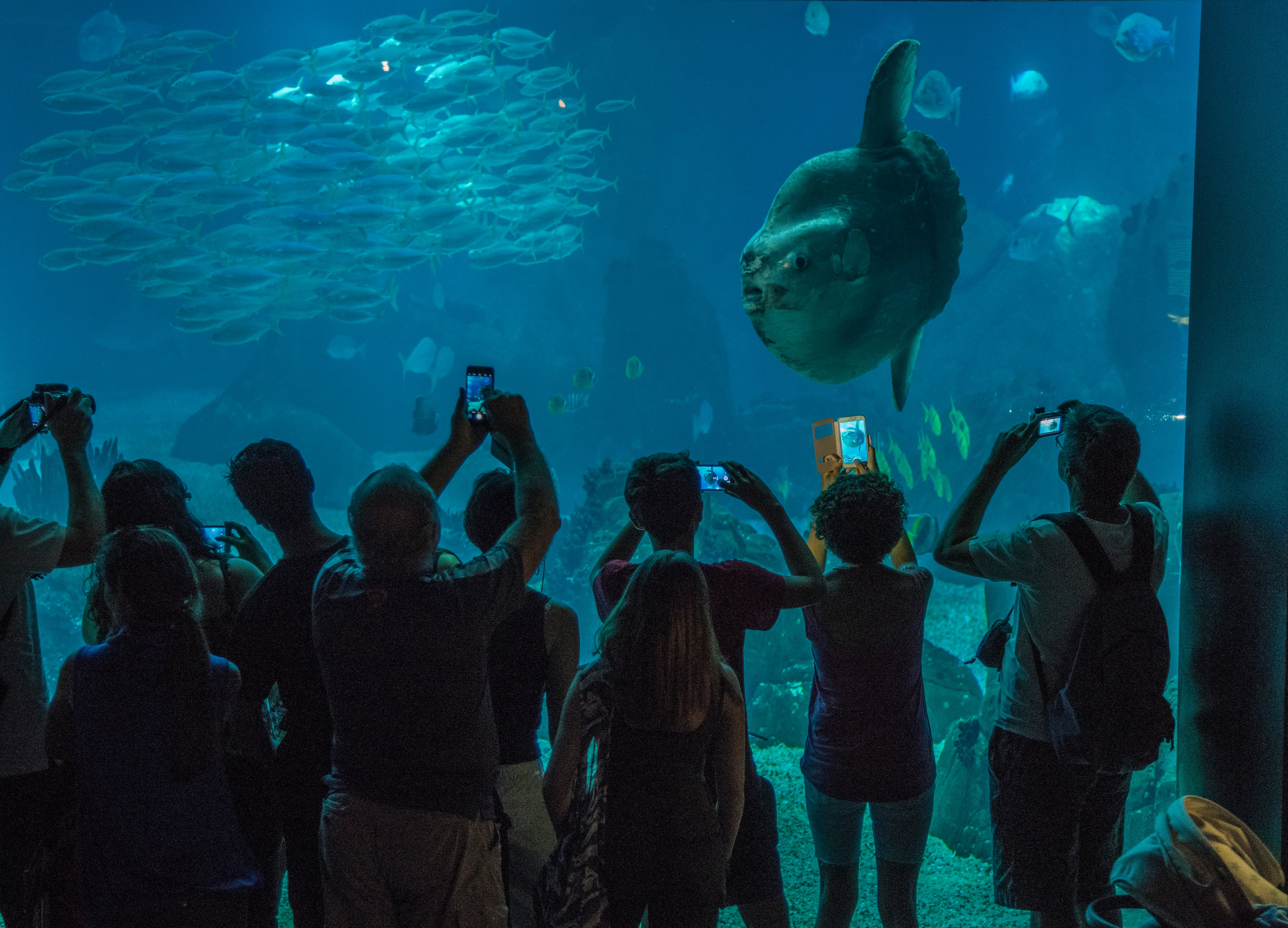 Acuario