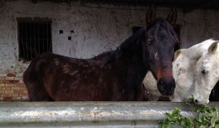 Equinos maltratados en una explotación de Callosa de Segura