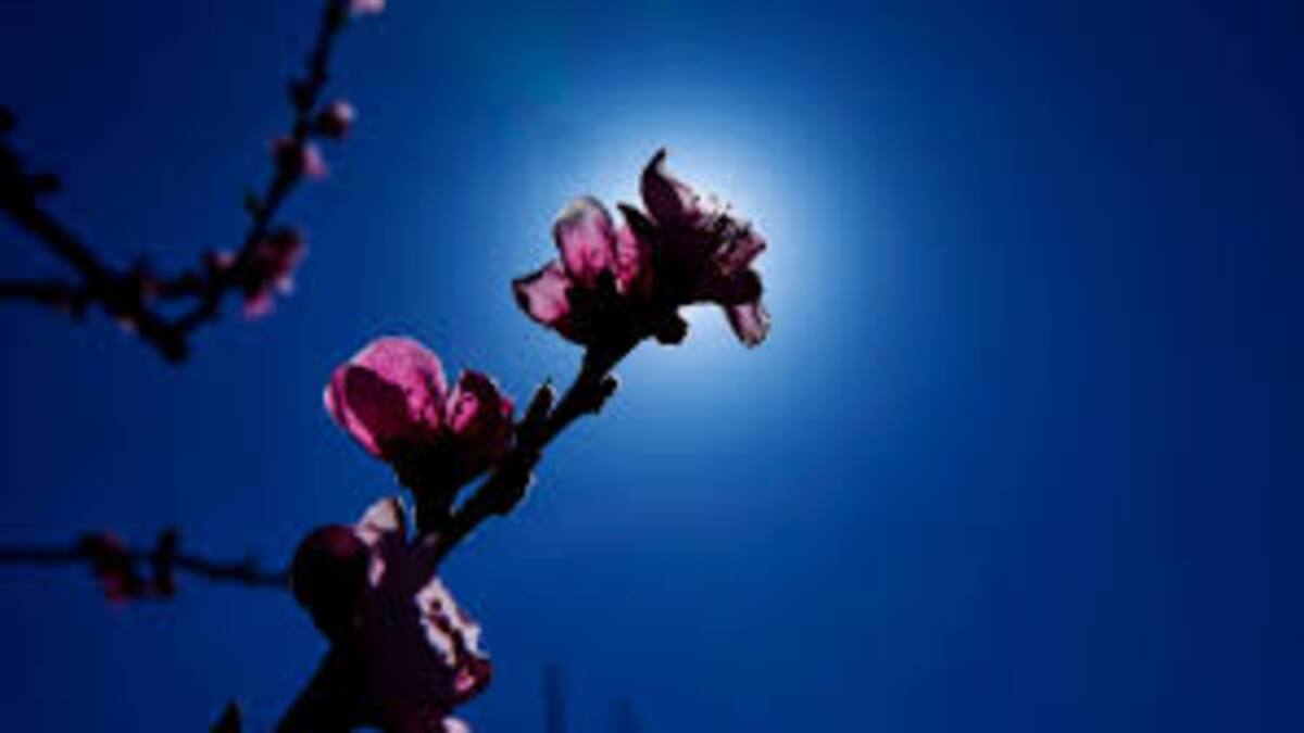 Durante el mes de enero se registraron en Ibiza las temperaturas más altas y también las más bajas del invierno