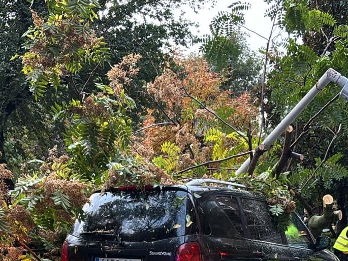 Coche afectado por la caída del árbol