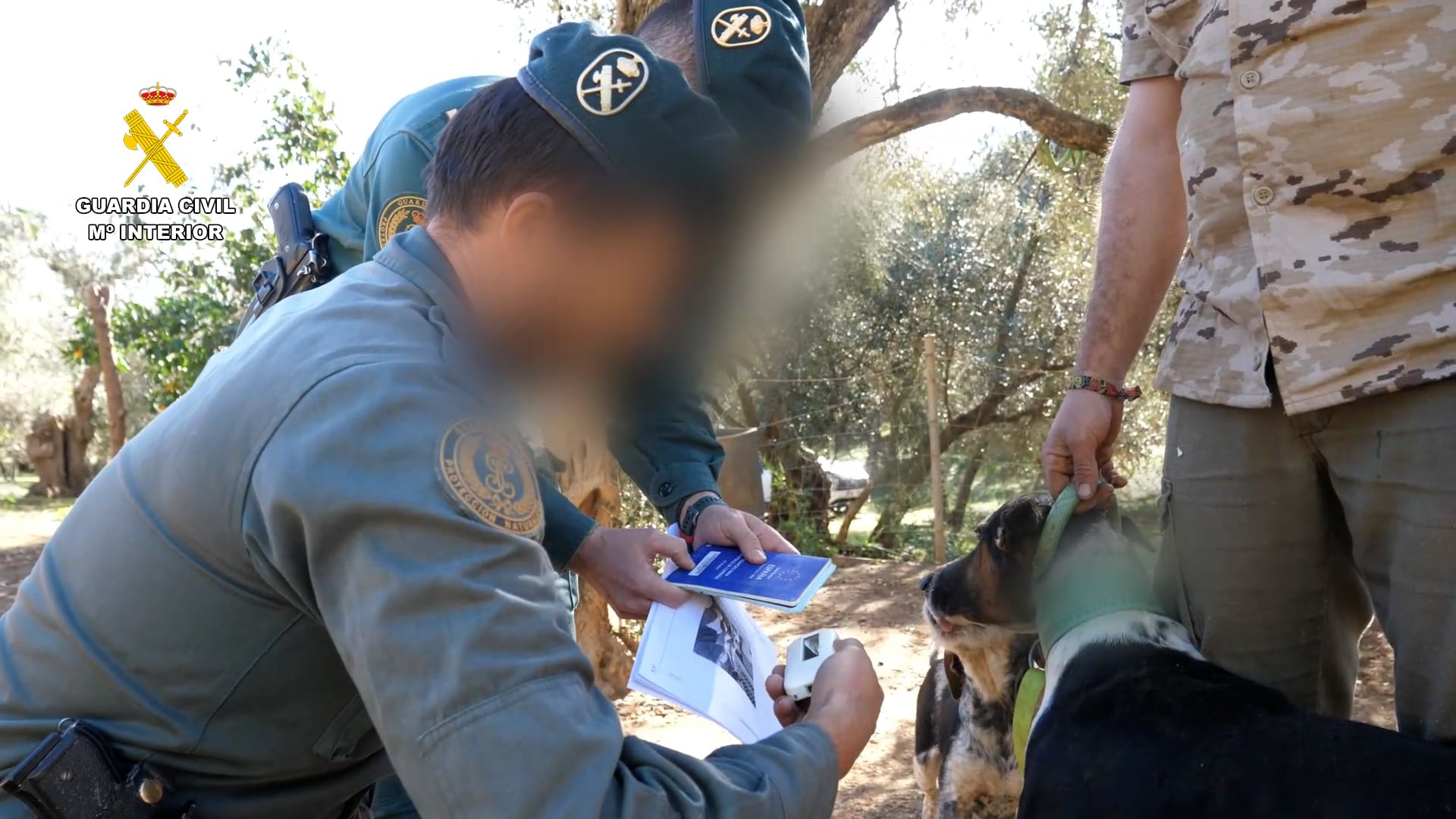 Agentes de la Guardia Civil realizan tareas de control de animales en una operación contra la mutilación de canes