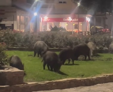 Se avistan jabalíes en el núcleo urbano de Gandia