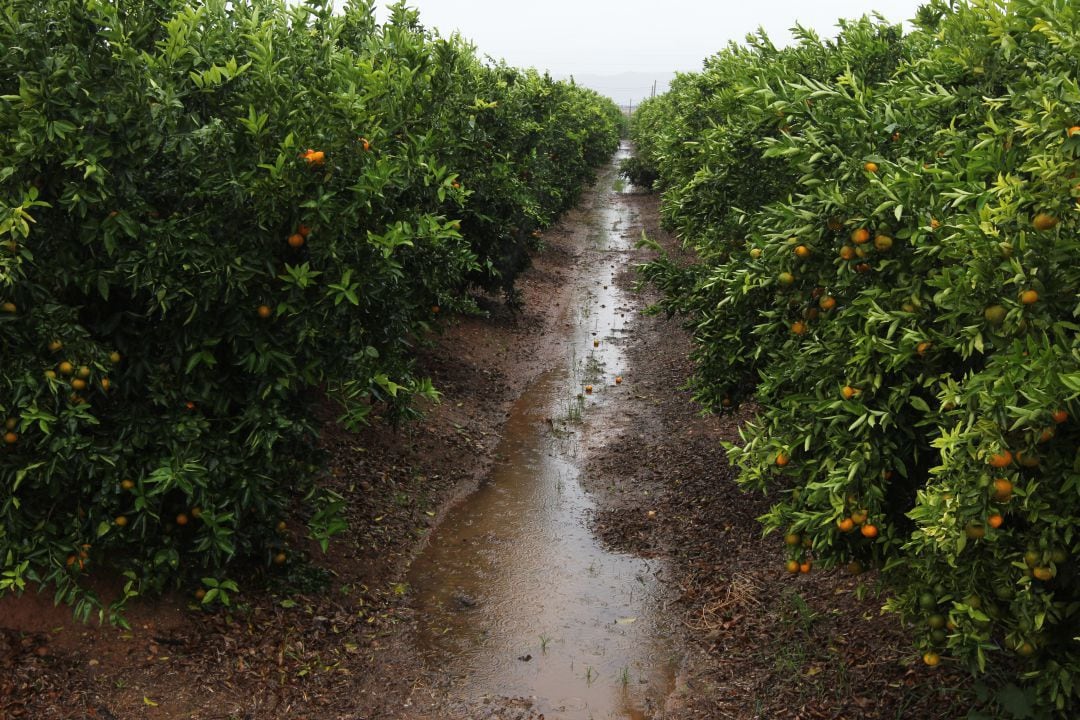 Las lluvias de estos días son beneficiosas para los cítricos.