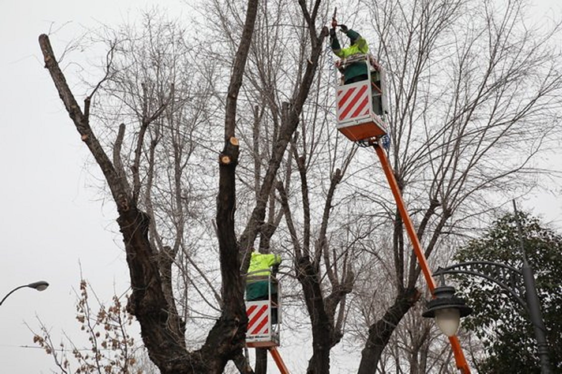 Operarios de Getafe realizan una poda de árboles en el municipio