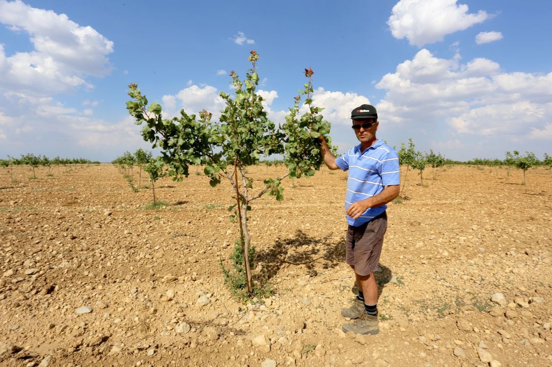 El agricultor José María Rey muestra un árbol joven de pistachos, en Villafuerte de Esgueva (Valladolid) 	 
 