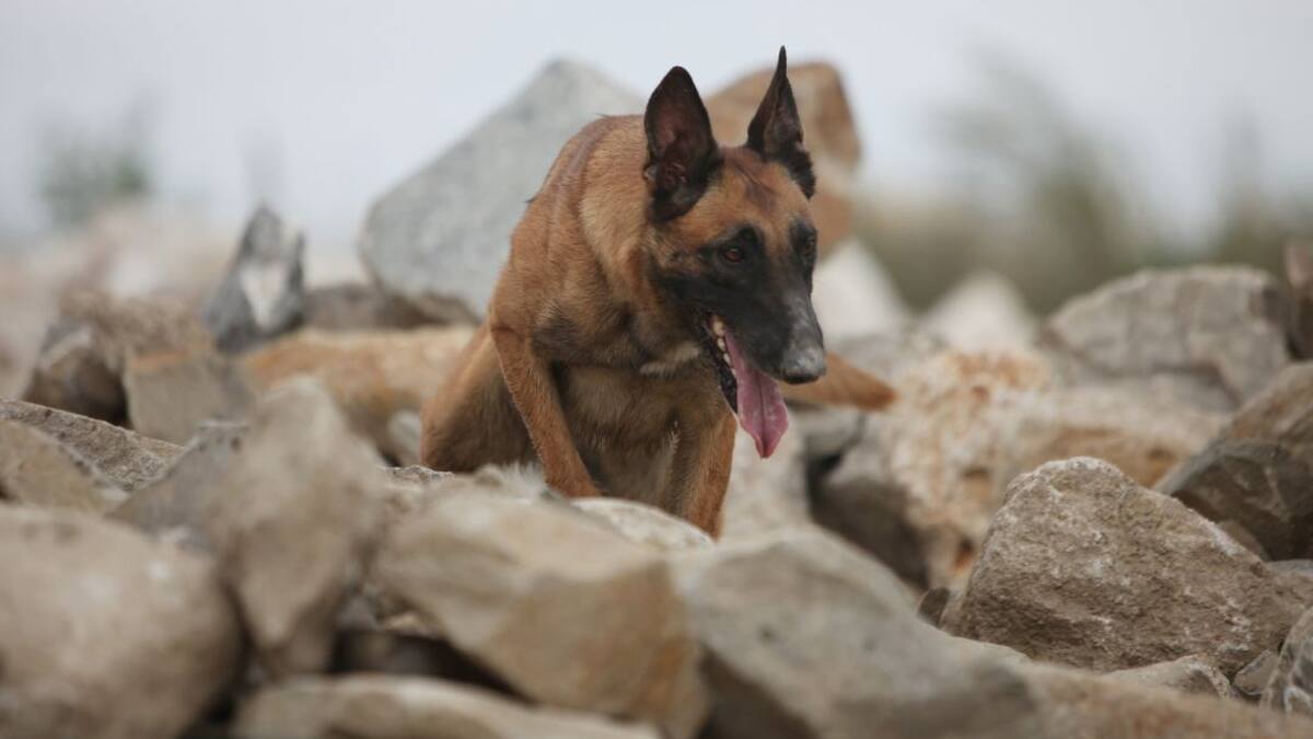 Protección Civil de Gomayo ultima los trámites para conformar la primera Unidad Canina de Rescate de Soria