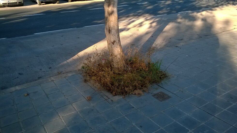 Las malas hierbas crecen en alcorques y entre las baldosas