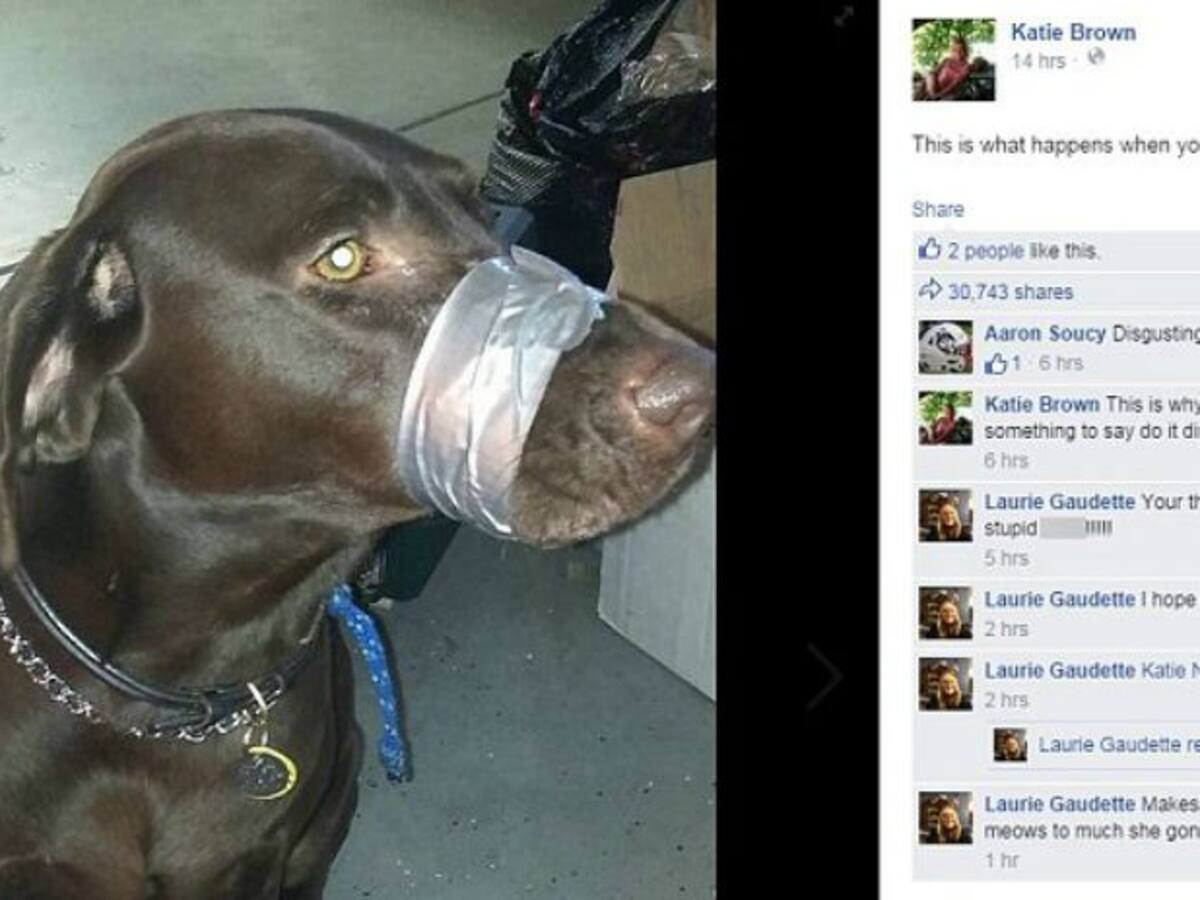 La Policía investiga la foto de un perro amordazado en la red social Facebook