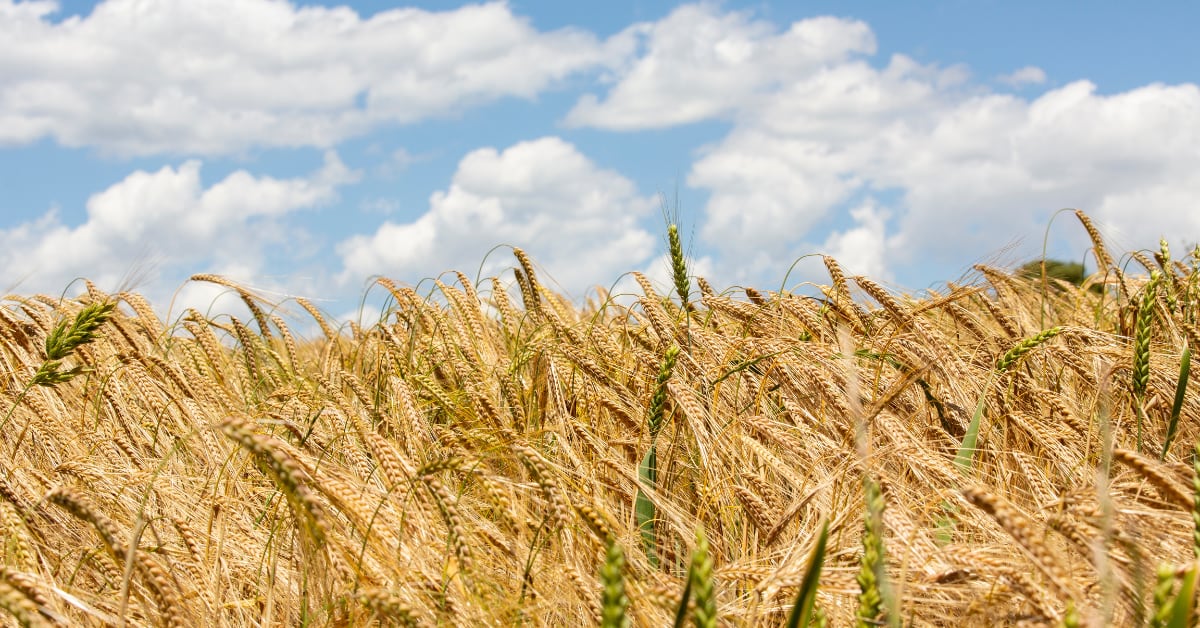 Tierra de cereal en Soria