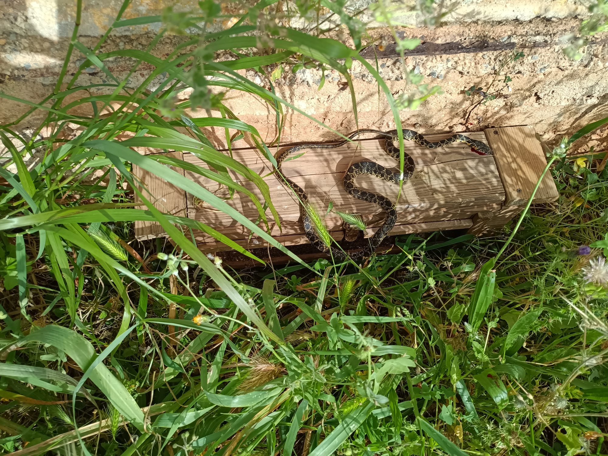 Un ejemplar de serpiente de herradura