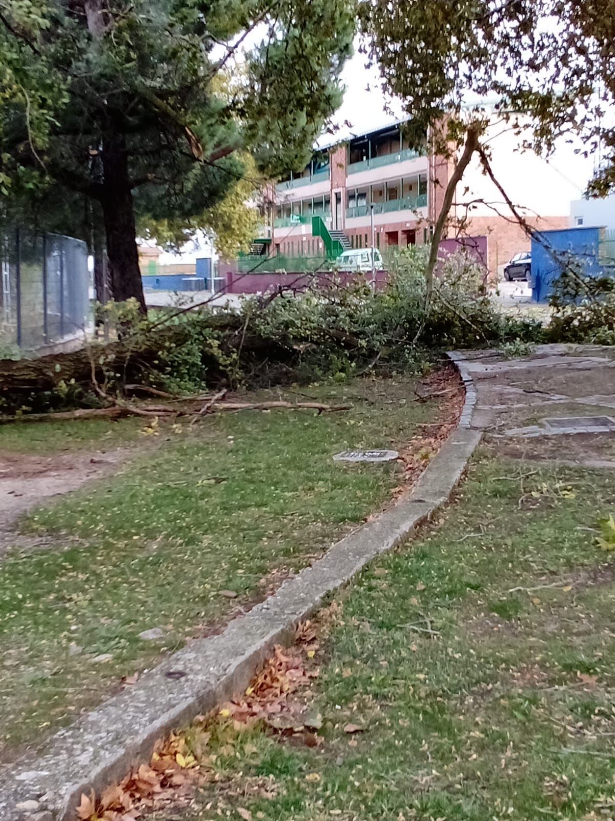 Rama de gran tamaño caída en la Ciudad Deportiva de La Albuera