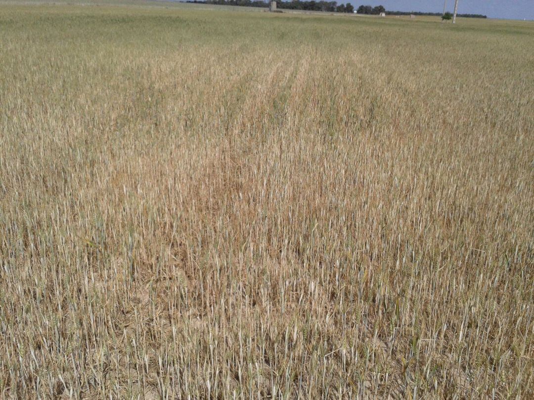 Imagen de archivo de un campo de cereal afectado por la sequía