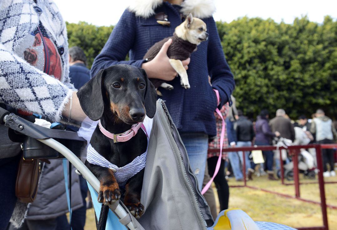 San Antón se aplaza al domingo 2 de febrero 