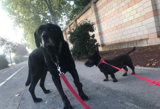 Gordon y Lía, pasean atados por la Universidad
