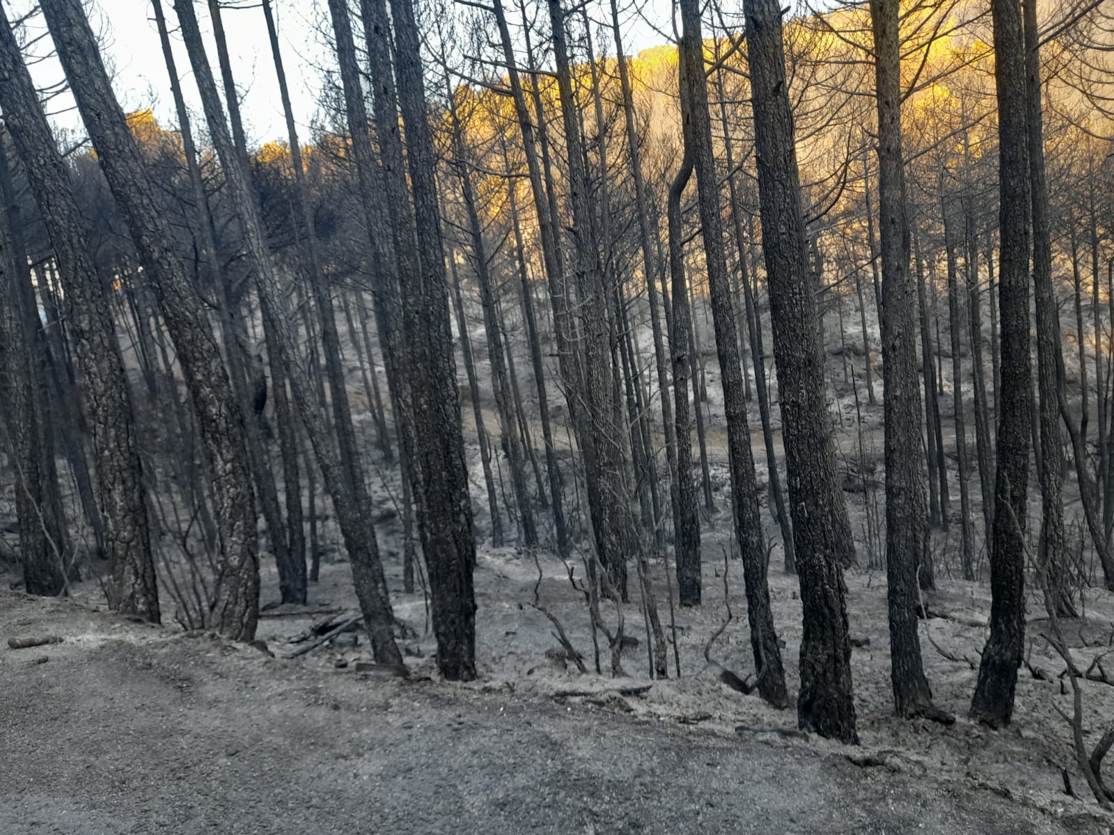 Incendio en El Pueyo de Araguás (Huesca)