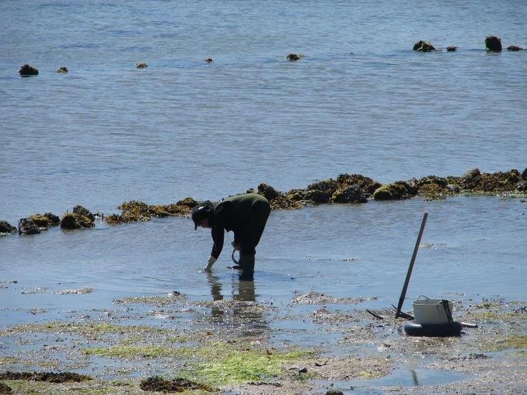 Mariscadores en la Bahía de Santoña 