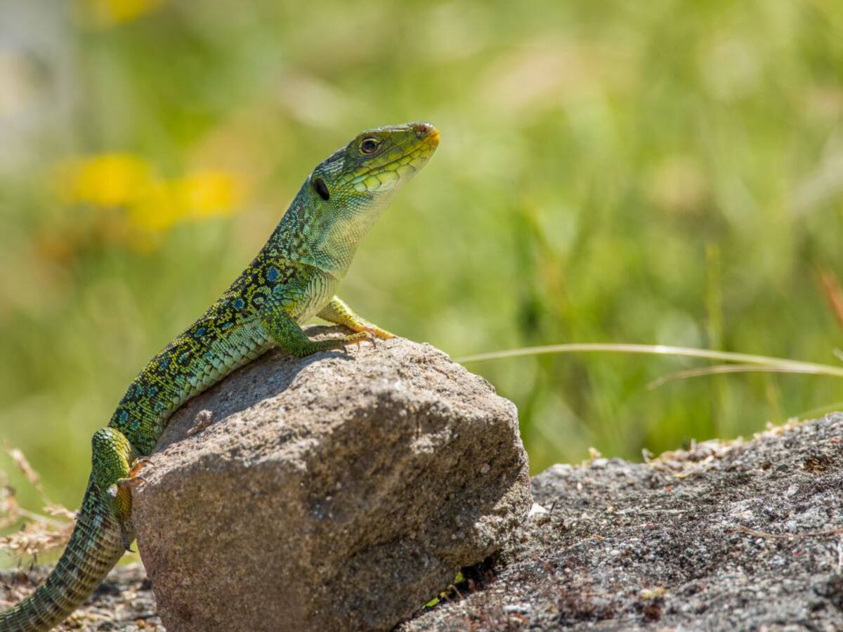 El Guardabosques: lagartos
